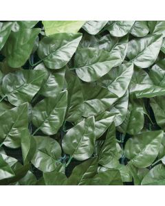 Siepe di lauro, alta qualitò, 1,5x3 mt, verde