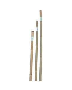 Tutore in bamboo,  Ø cm 22/24 mm, h.210 cm